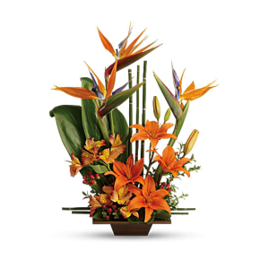 Arranjo-com-Strelitza